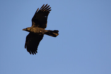 空を飛ぶハシブトガラス