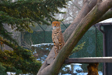 A cheetah sits in a tree. A fast animal.