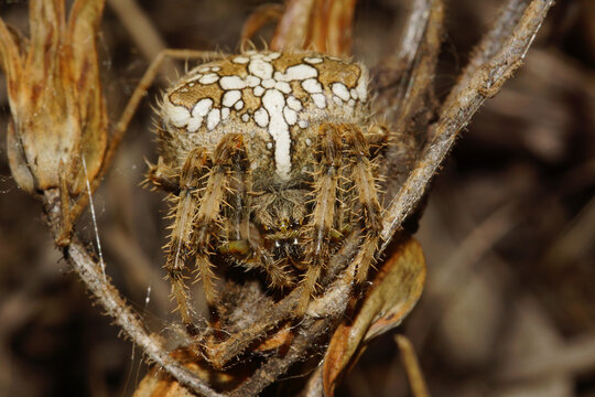 Orb-weaving spider (Araneus pallidus), in flower stalk of Drosophyllum lusitanicum, Portugal
