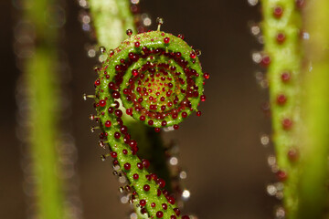 Young curling leaf of the dewy pine (Drosophyllum lusitanicum), Portugal