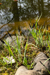 Blooming sedge Carex Nigra (Carex melanostachya) on shore of garden pond. Fluffy yellow caps on Black or common sedge against blurred background. Selective focus. Nature concept for spring design.