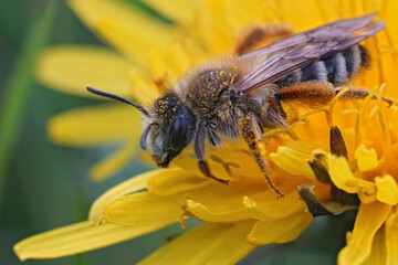 Closeup on a hairy female Banded Mining-bee, Andrena gravida , sitting in a yellow dandelion flower