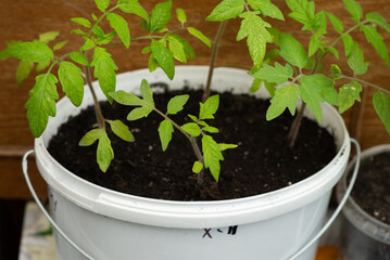 young green sprouts of farm seedlings of vegetables