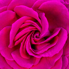 Detail of rose petal pink for background image. Pink rose macro