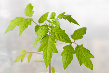 Fototapeta na wymiar young green leaves of farm seedlings, close-up