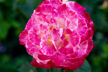Pink rose on a dark green background in summer garden