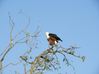 African Fish Eagle Timbavati ruffled feathers