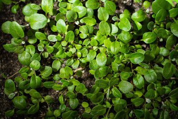 young green leaves of farm seedlings in the ground, close-up