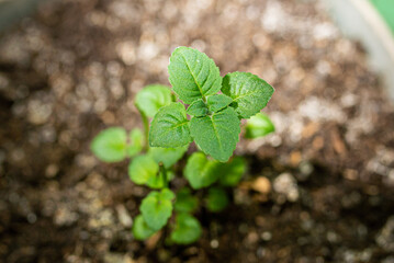 green sprout grows in the ground, close up
