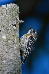 初夏の公園で子育てのために巣作りをするかわいい小鳥コゲラ