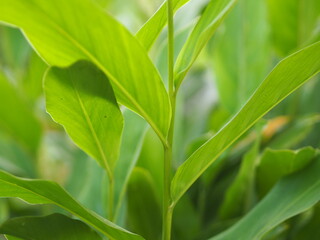 Languas galanga leaves, green leaf in garden at summer under sunlight. Natural green plants landscape using as a background or wallpaper