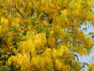 Cassia fistula, Golden Shower Tree yellow flower blooming beautiful bouquet in garden blurred of nature background