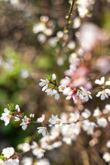 Branch of blossoming Felt cherries. Spring flowers in sunny day on blur background