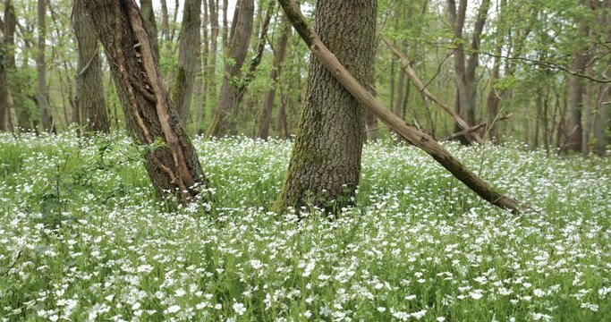 Promenade en for&ecirc;t 