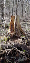Rotten Tree