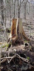 Rotten Tree