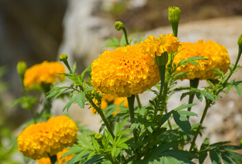  fied marigolds flower yellow blooming in the park Thailand