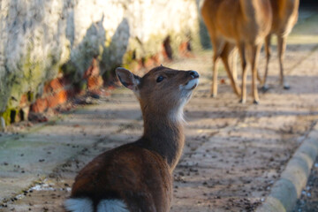 Funny young casula in the park. Background of wild animals.