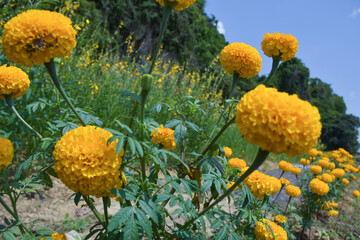  fied marigolds flower yellow blooming in the park Thailand