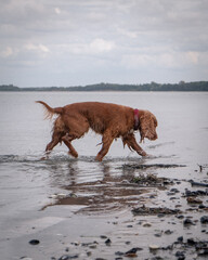 wet dog running on the beach