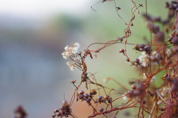 frost 
