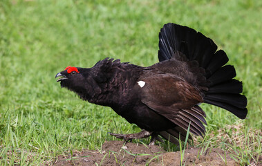 Sometimes, with a lack of females of one of the species, barren natural hybrids of capercaillie and grouse are formed