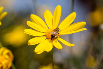 Bee collecting pollen and nectar from yellow flower, selective focus. Honey bee and yellow daisy macro background. Spring, bee, nature concept.