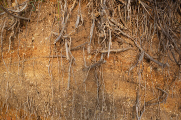 dry roots of shrubs against the background of yellow clay rock.