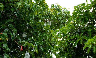 rain flows down from a roof down
