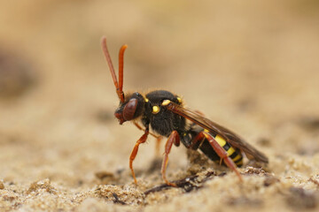 Closeup on a colorful red female orange-horned nomda bee, Nomada fulvicornis, against a blurred background