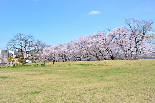 太田川（本川）河川敷の満開の桜並木