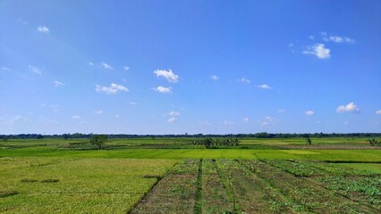 Naklejka premium Beautiful green paddy field