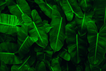 Fototapeta na wymiar The splendor of green leaves for the abstract background.