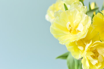 Obraz premium A bouquet of delicate, creamy tulips on a blue background. Copy space.