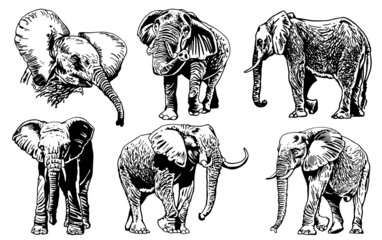 Graphical set of elephants isolated on white background,vector illustration for tattoo ,coloring and printing