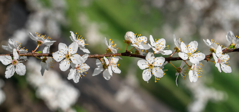 Banner close-up of white flowers on a lonely horizontal branch of cherry blossoms on a blurred background, free space