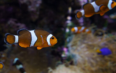 Fototapeta na wymiar Ocellaris clownfish or Amphiprion ocellaris swimming underwater
