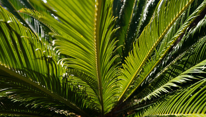 Fototapeta premium Coconut palm trees green texture background. Tropical palm coconut trees on sky, nature background.