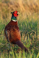 Common Pheasant male (Phasianus colchicus), colorful bird on the meadow during golden hour