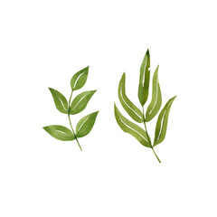 Watercolor hand-painted branch on a white background