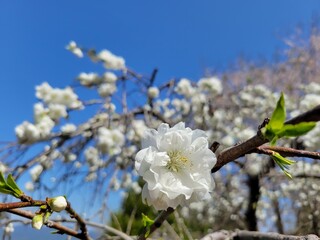 桜