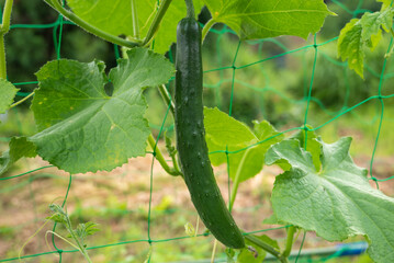 家庭菜園のキュウリ