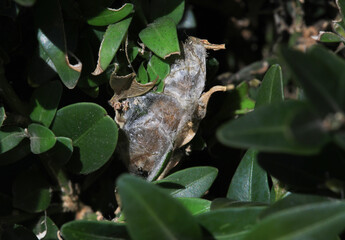 Pupae  or larva of Cydalima perspectalis is an invasive caterpillar of moth species pest that destroys and eats green boxwood (buxus sempervivens) leaves doing damage, box eating caterpillar.	