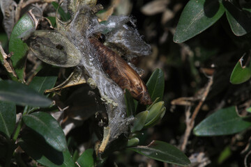 Pupae  or larva of Cydalima perspectalis is an invasive caterpillar of moth species pest that...