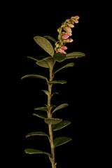Cowberry (Vaccinium vitis-idaea). Plant Before Anthesis