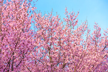 pink cherry blossom in spring