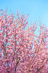 pink cherry blossom in spring