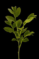 Bilberry (Vaccinium myrtillus). Vegetative Shoot Closeup