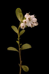Fototapeta na wymiar Cowberry (Vaccinium vitis-idaea). Flowering Plant Closeup