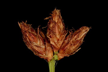 Common Club-Rush (Schoenoplectus lacustris). Infructescence Detail Closeup © Valery Prokhozhy